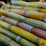 Sugar Cane Candy